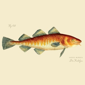 Vintage Fish &quot;Der Kabeljau&quot; Print 8x10 P188