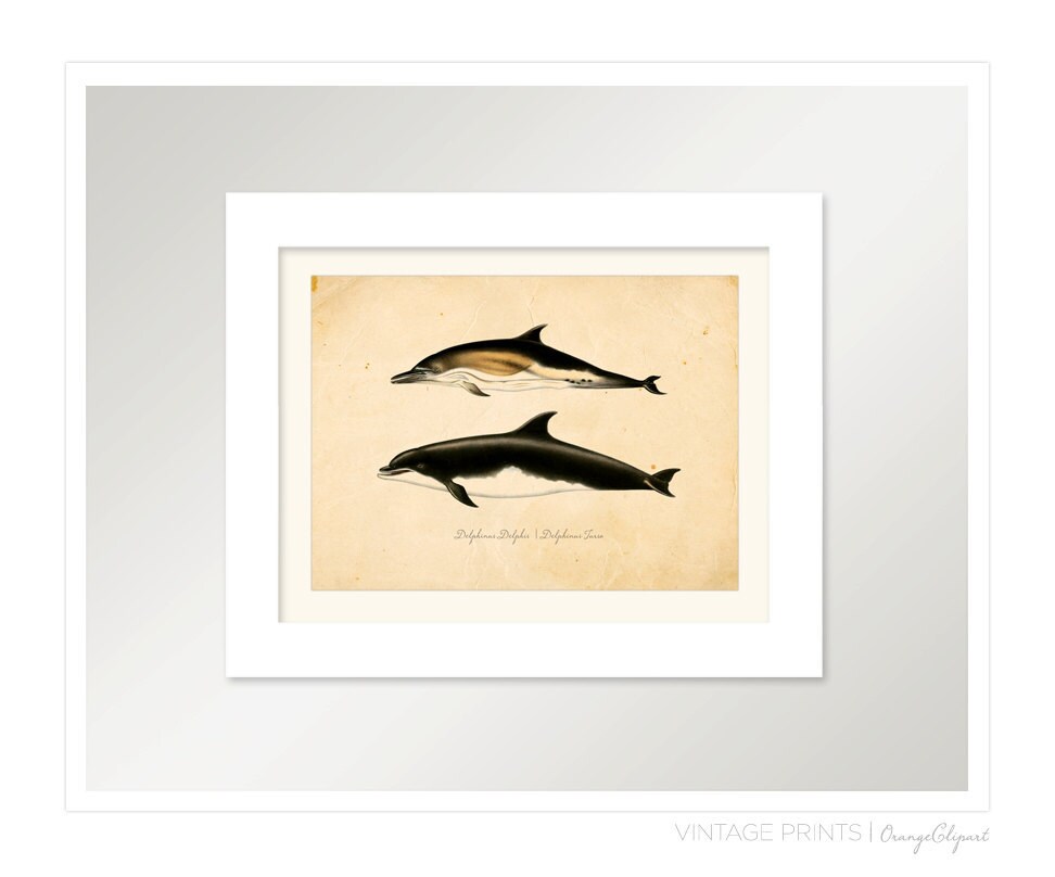 Vintage Dolphins Print 8x10 P96 - Etsy