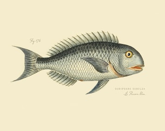 Vintage Fish "Le Rasoir bleu" Print 8x10 P171