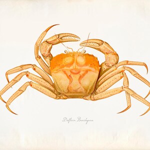 Vintage Dolfein Brachyura Crab Print 8x10 P212