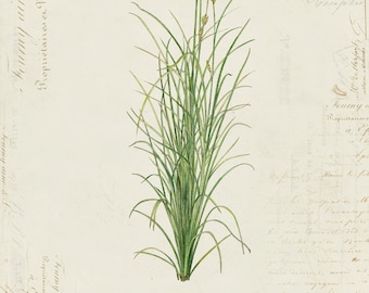 Vintage Botanical Plant "Sedge" on French Ephemera Print 8x10 P118