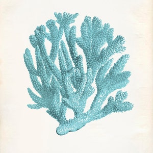 Vintage Ocean Teal Kelp Seaweed Coral Print 8x10 P228