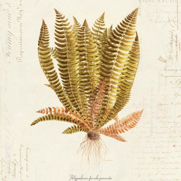 Planta de helecho botánica vintage en francés articles impresión 8 x 10 P38