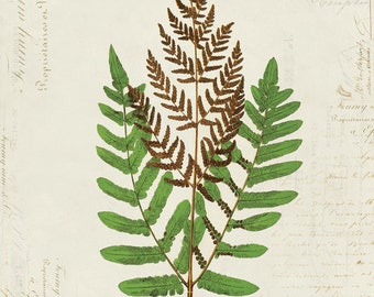 Vintage Fern on French Ephemera Print 8x10 P158