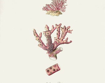 Vintage Sea Coral Print 8x10 P112