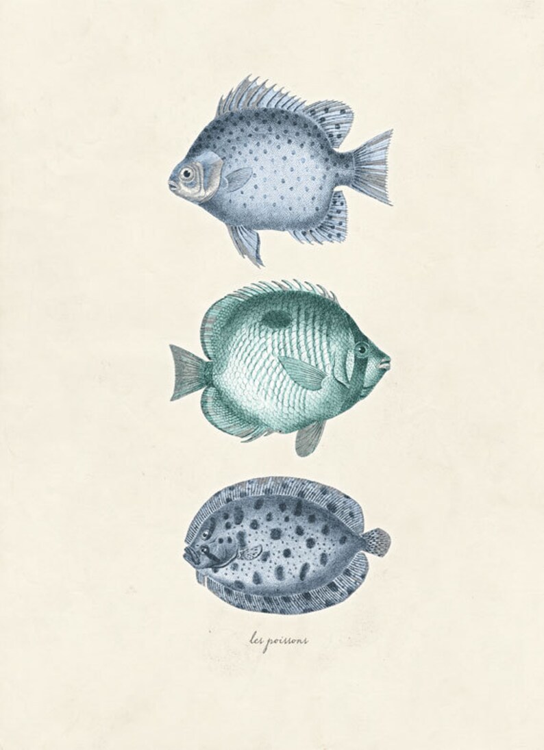 Vintage Fish Print Les Poissons 8x10 P1 Etsy