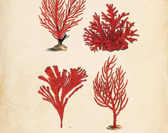 Vintage Sea Coral on Antique Ephemera Print 8x10 P103