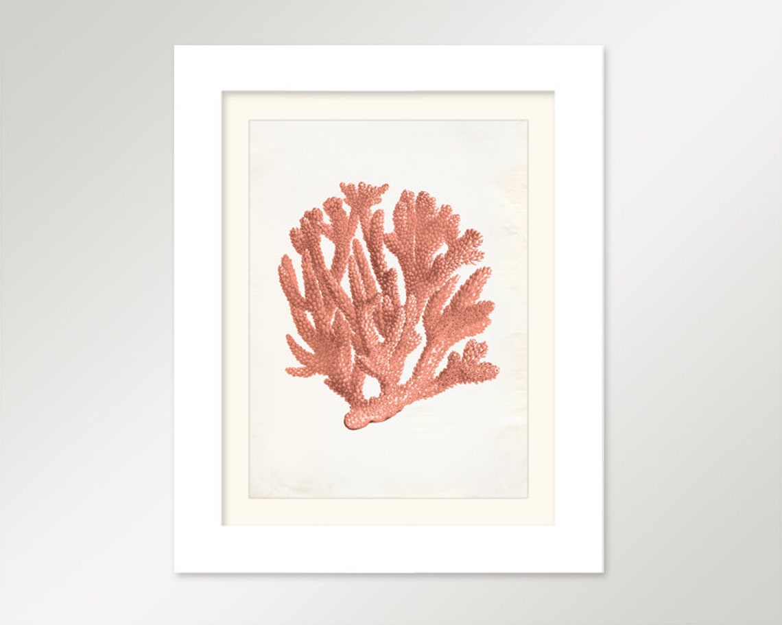 Vintage Ocean Coral Kelp Seaweed Coral Print 8x10 P252 - Etsy