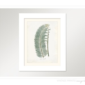 Vintage Zamia Plant Print 8x10 P240 image 2