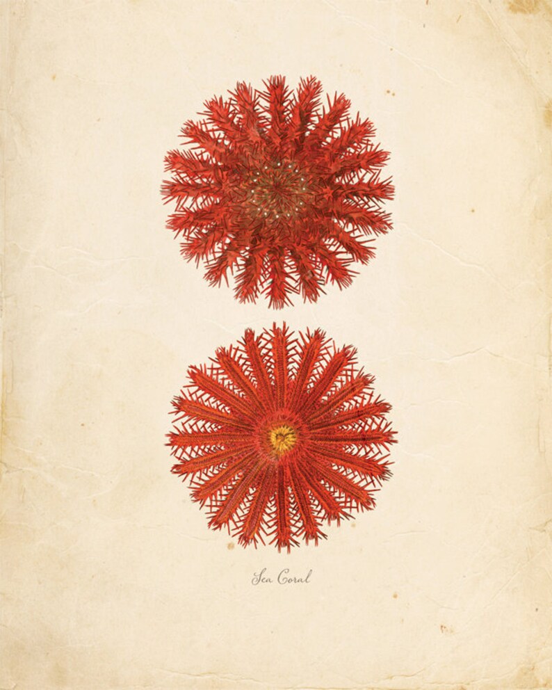 Vintage Sea Coral on Antique Ephemera Print 8x10 P104 image 1