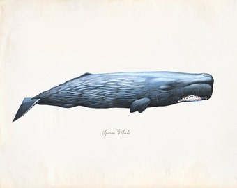 Vintage Sperm Whale Print 8x10 P229