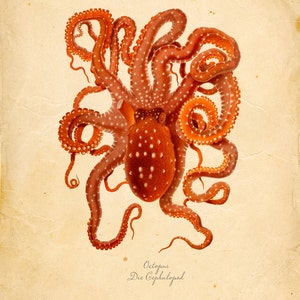 Vintage Octopus Squid Print 8x10 P263 image 1