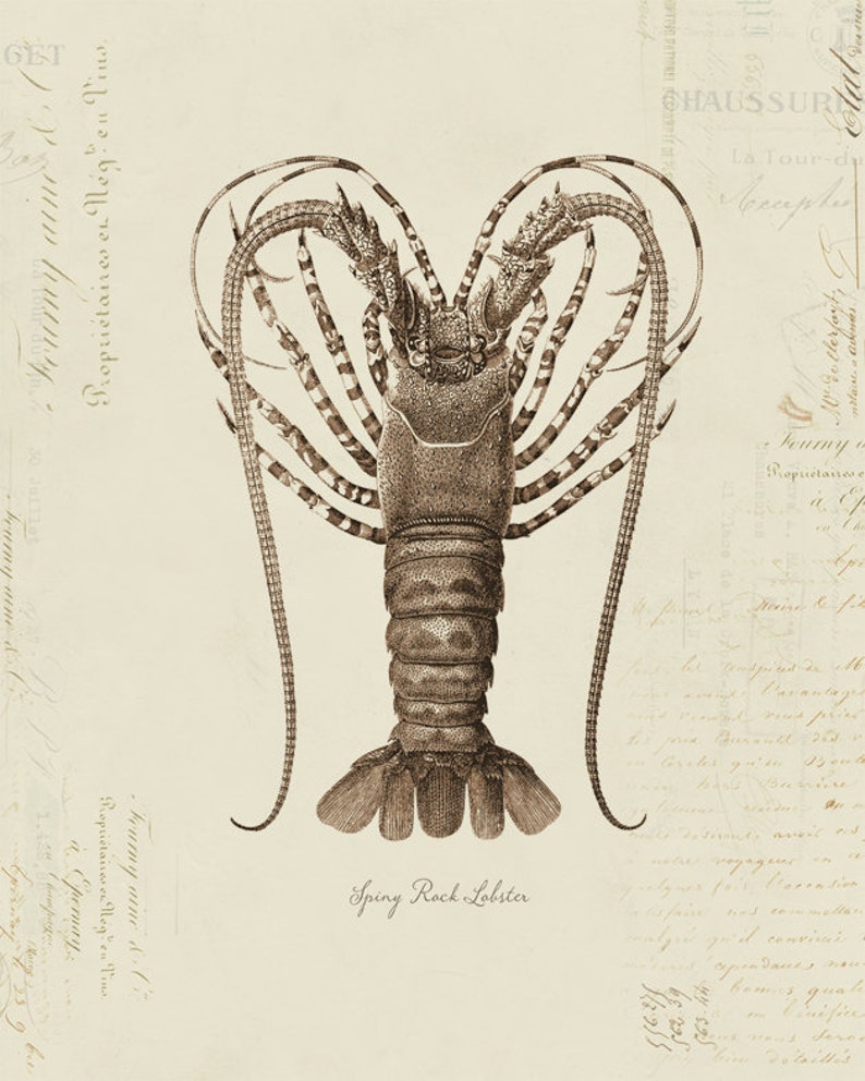 Spiny Rock Lobster on French Ephemera Print 8x10 P192 Etsy