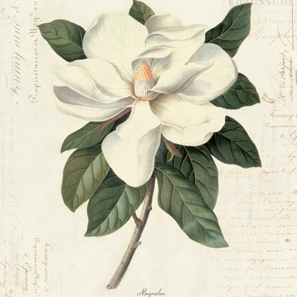 Vintage Botanical Magnolia on French Ephemera Print 8x10 P40