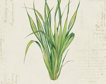 Vintage Botanical Plant "Green Leaves" on French Ephemera Print 8x10 P117