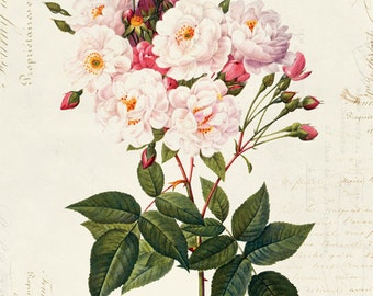 Vintage Botanical Floral on French Ephemera Print, Vintage Rose Print 8x10 P316