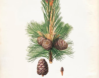 Vintage Pine Cones, Acorns Print 8x10 P237