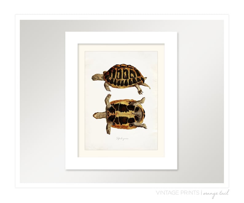 Vintage Turtle on Antique Paper Print 8x10 P269