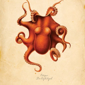 Vintage Octopus Squid Print 8x10 P72