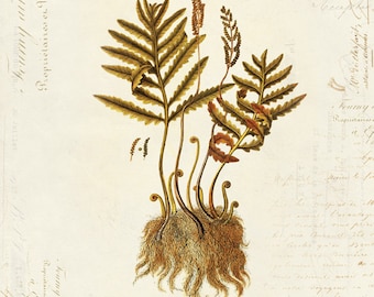 Vintage Botanical Fern Plant on French Ephemera Print 8x10 P36