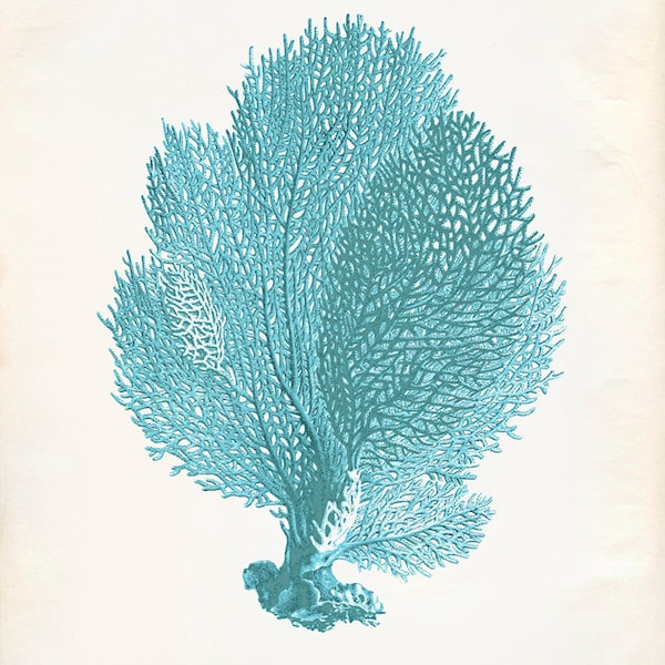 Blue Sea Fan Etsy