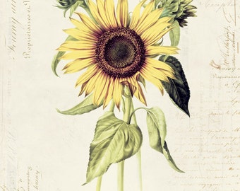 Vintage Botanical Flower "Sunflower" on French Ephemera Print 8x10 P170