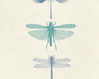 Vintage Dragonflies "Les Libellules" Print 8x10 P14