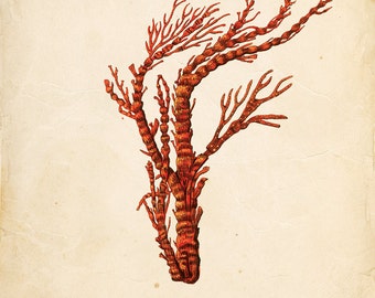 Vintage Sea Coral on Antique Ephemera Print 8x10 P125