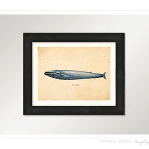 Vintage Blue Whale Print 8x10 P86 image 2