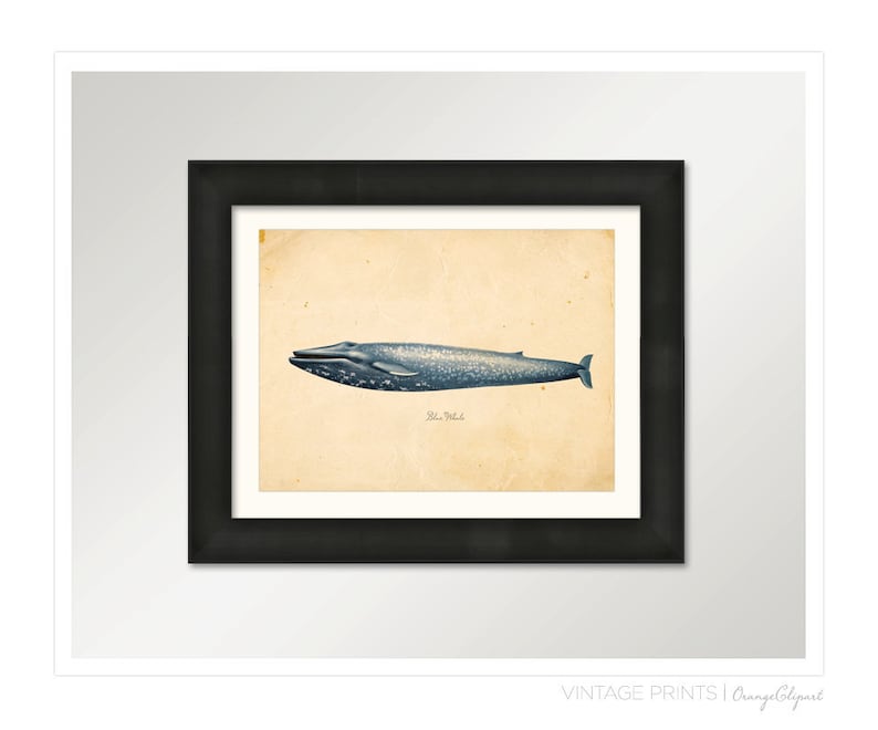 Vintage Blue Whale Print 8x10 P86 image 2