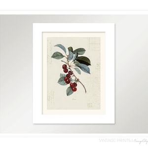 Vintage Cherry Cerise on French Ephemera Print 8x10 P154 image 2