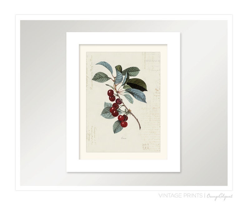 Vintage Cherry Cerise on French Ephemera Print 8x10 P154 image 2