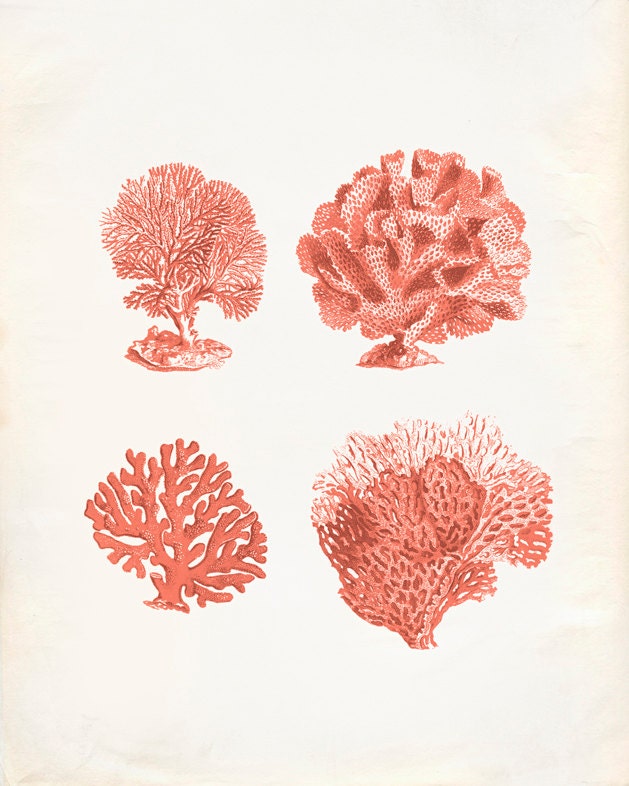 Vintage Sea Fan Coral Print 8x10 P292 - Etsy
