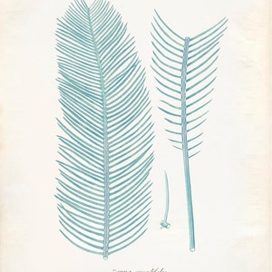 Vintage Zamia Plant Print 8x10 P223 image 1