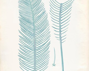 Vintage Zamia Plant Print 8x10 P223