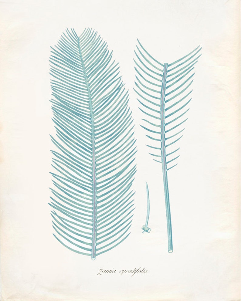 Vintage Zamia Plant Print 8x10 P223 image 1