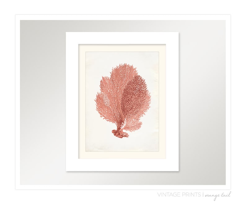 Vintage Sea Fan Coral Print 8x10 P251 image 2