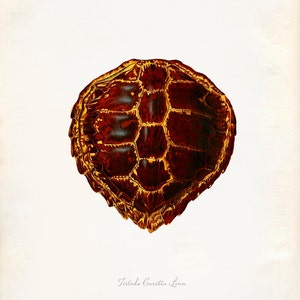 Vintage Turtle Shell on Antique Paper  Print 8x10 P232