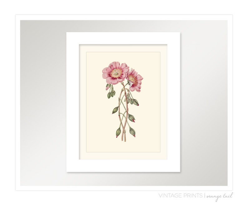 Vintage Pink Flower Print 8x10 P241 Etsy
