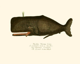 Vintage Sperm Whale Print 8x10 P207