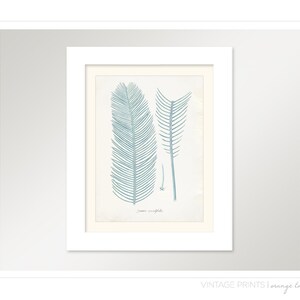 Vintage Zamia Plant Print 8x10 P223 image 2