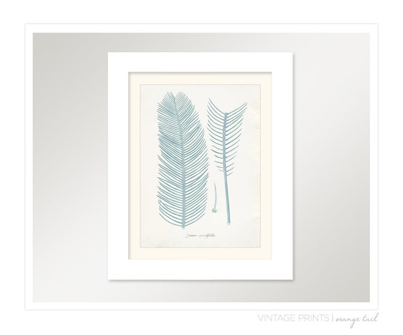 Vintage Zamia Plant Print 8x10 P223 image 2