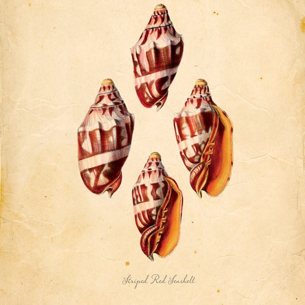 Vintage Striped Red Seashell Print 8x10 P97