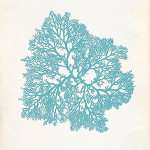 Vintage Ocean Kelp Seaweed Print 8x10 P197