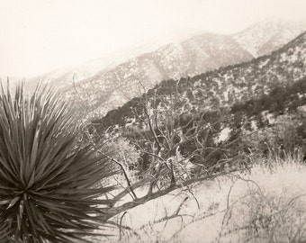PHOTO of ARIZONA DESERT Black & White by Shelley McElhiney