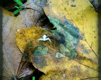 Photographic Print Spider on Autumn Leaves