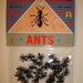 36 Plastic Ants