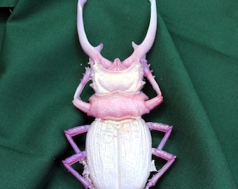 Stag Beetle French barrette, color shift insect statement clip, Large 5 inches