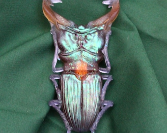 Stag Beetle French barrette, color shift insect statement clip, 4" hair decor
