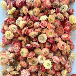 May include: A collection of dried strawflowers in shades of yellow, orange, and red. The flowers have layered petals, creating a textured appearance. These dried flowers are suitable for crafts and floral arrangements, adding a natural touch to projects.